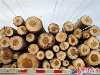 高价大量收购木材,看树打价